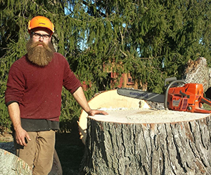 Removing a tree with a chainsaw