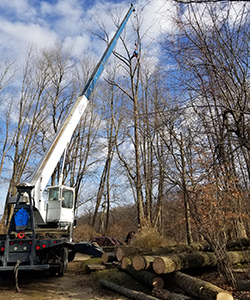 Large tree removal service