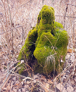 Mossy stumps